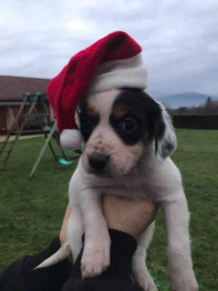 La place de nos animaux dans notre mariage - 4