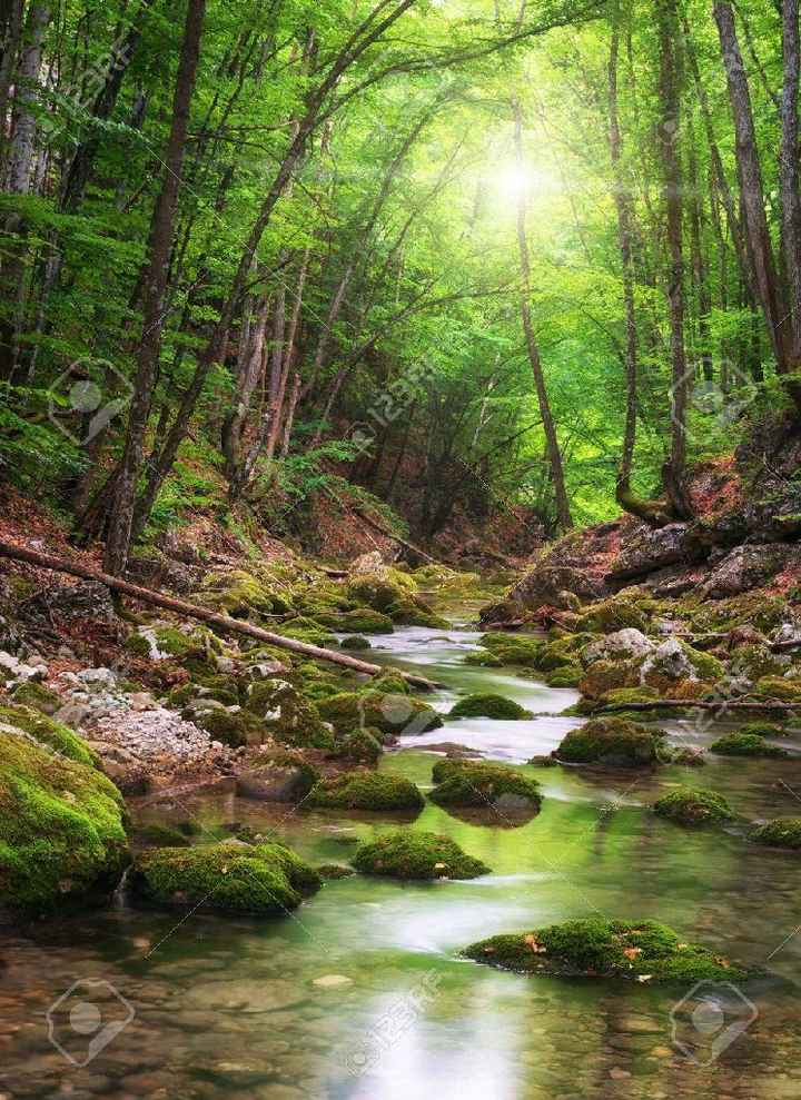 Besoin d'idées / déco' nature & forêt - 3