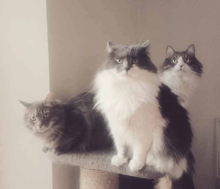 Le meilleur ami de l'homme 🐶🐱 - 1