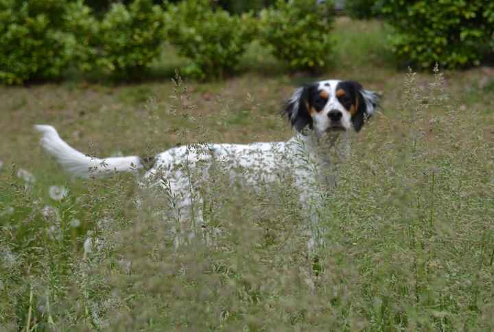 Masques colorés, humour & moral ! - 2