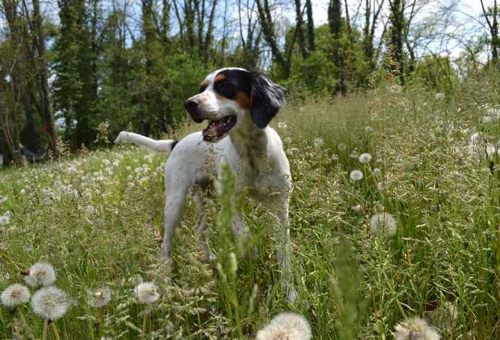 Et les animaux dans tout ca? - 1