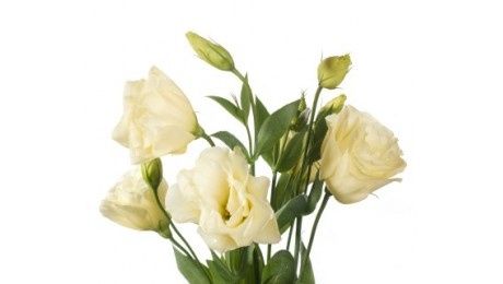 lisianthus