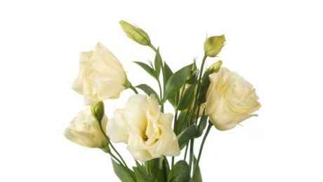 lisianthus