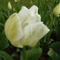 Fleur du bouquet du 23 juillet