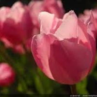 Fleur du bouquet du 31/07