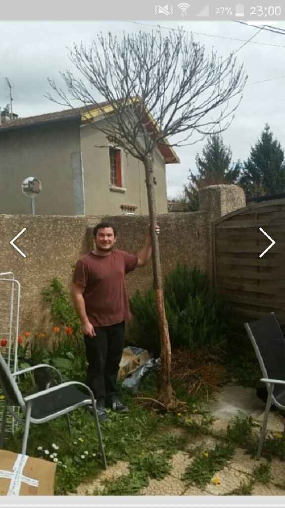 Recherche arbre déco 2m30min - 1