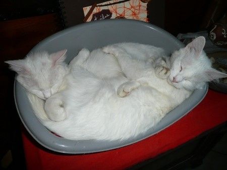 les belle vie^^