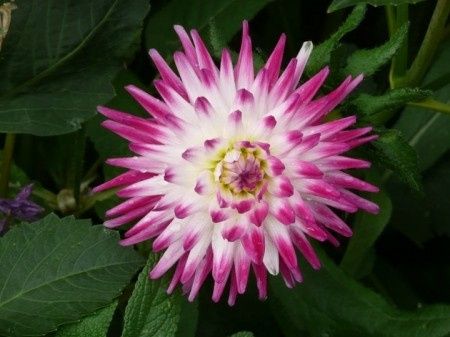 fleurs