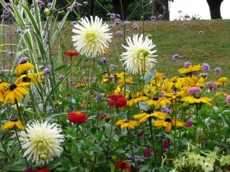 fleurs