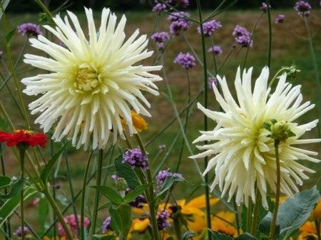 fleurs