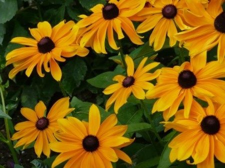 fleurs
