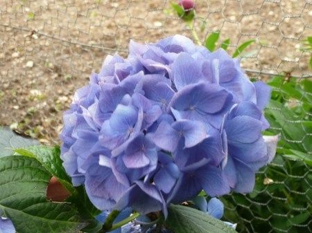 fleurs