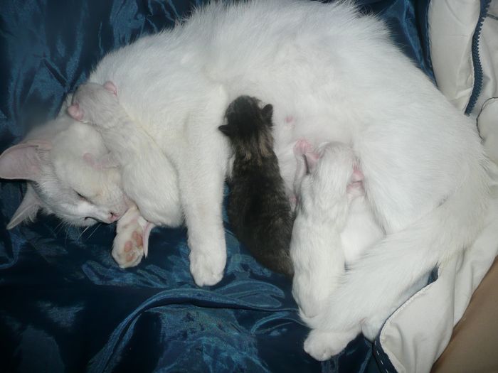 elura et ses chatons 