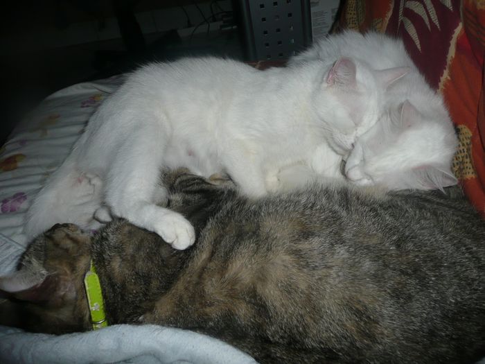 cali dali et elura........