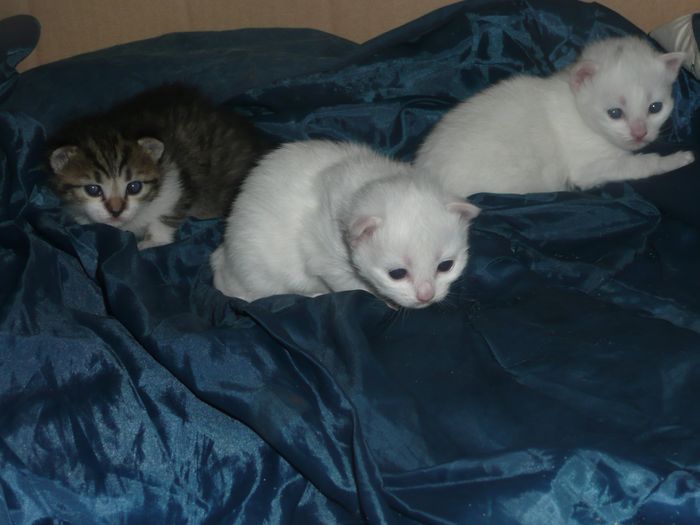 Les chatons 