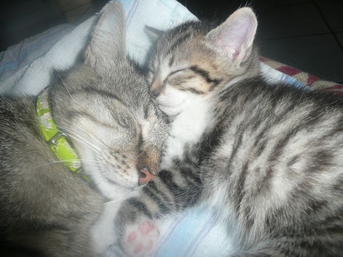 souris et son papi cali