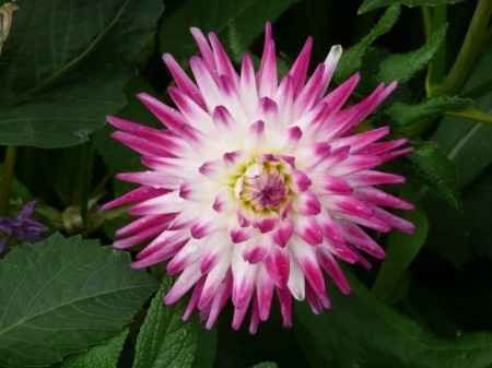 fleurs