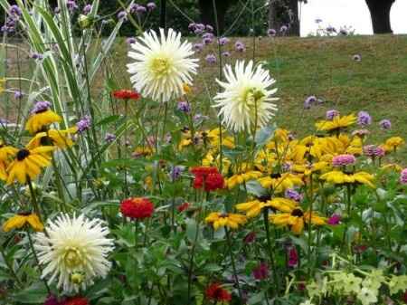 fleurs