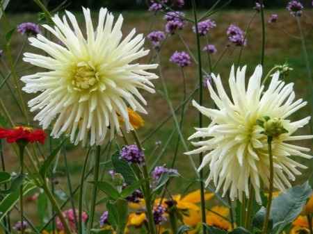 fleurs