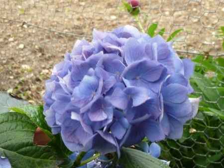 fleurs
