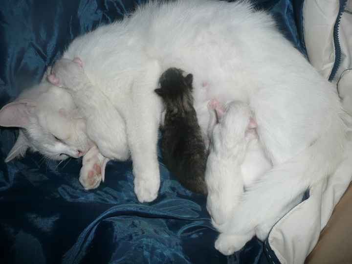 elura et ses chatons 