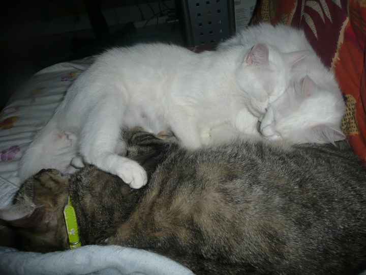 cali dali et elura........