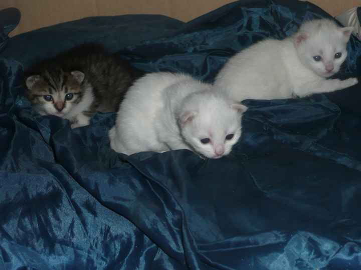 Les chatons 