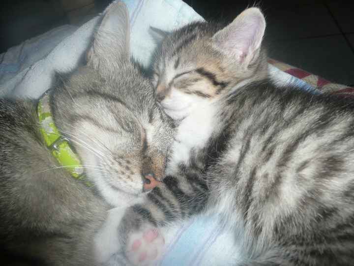 souris et son papi cali