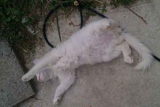 la siestoune de snow