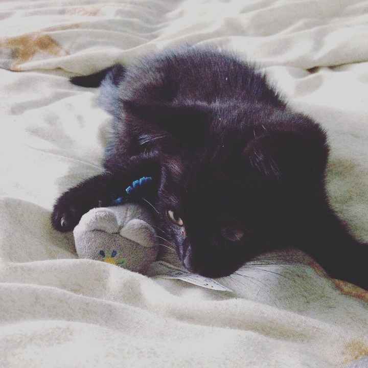 Nos amis les bêtes - 1