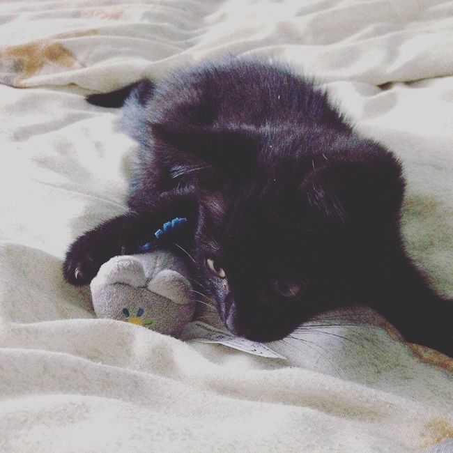 Nos amis les bêtes - 1