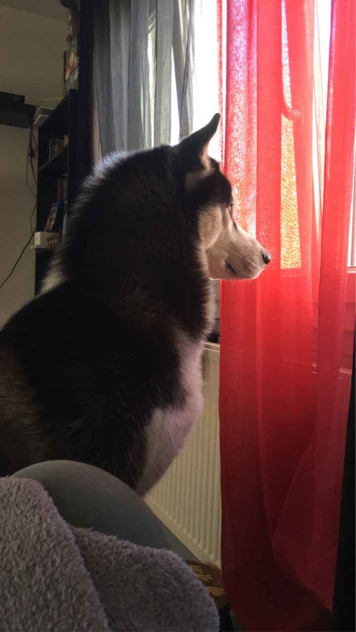 Le meilleur ami de l'homme 🐶🐱 - 1