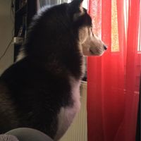 Le meilleur ami de l'homme 🐶🐱 - 1