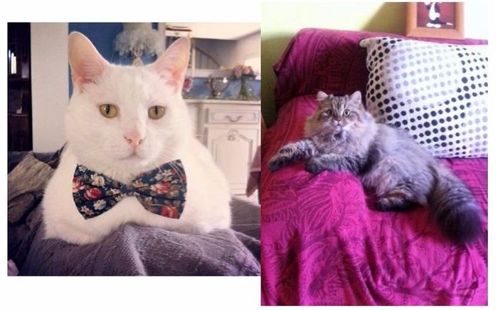 Mes chats