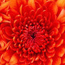 Florine