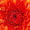 Florine