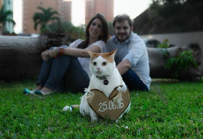 Feriez-vous annoncer votre mariage par votre chat ? 2