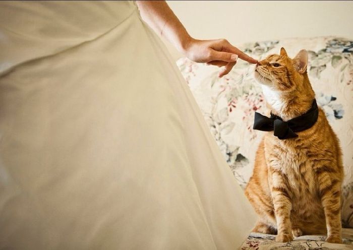 La mariée et son chat 2