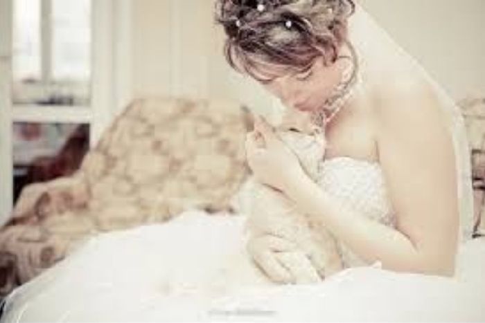 La mariée et son chat 8