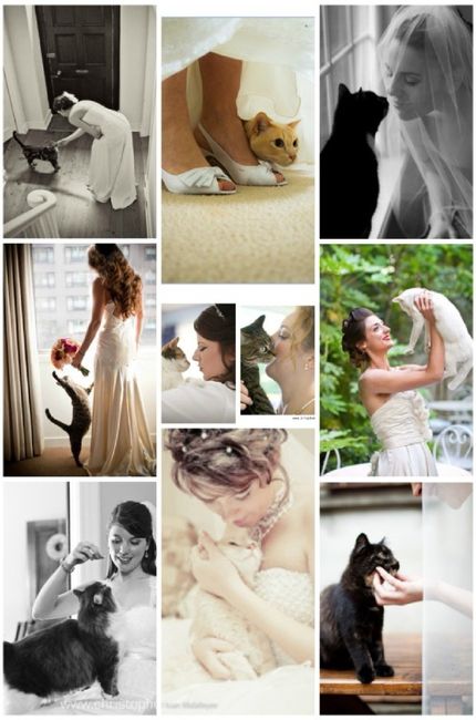 La mariée et son chat 11