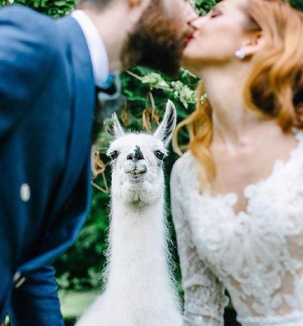 Lama zoom - 4