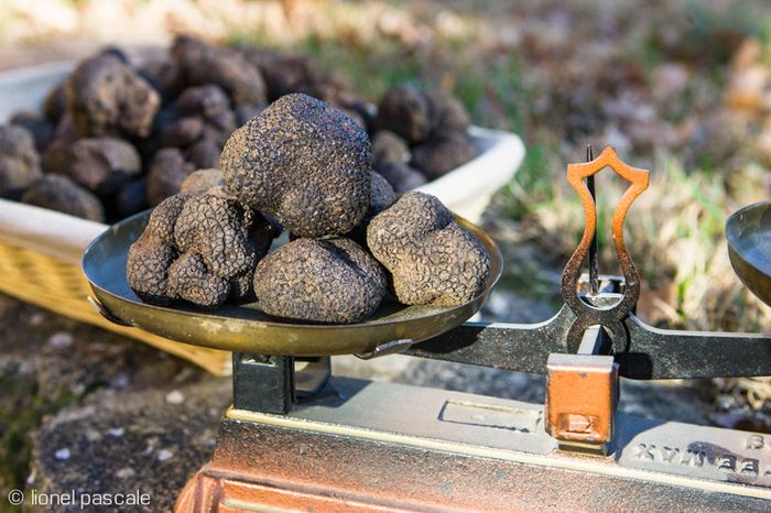 La truffe noire du Tricastin 