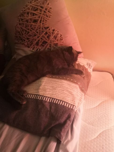 Montrez-moi vos boules de poils ! 😻 - 1