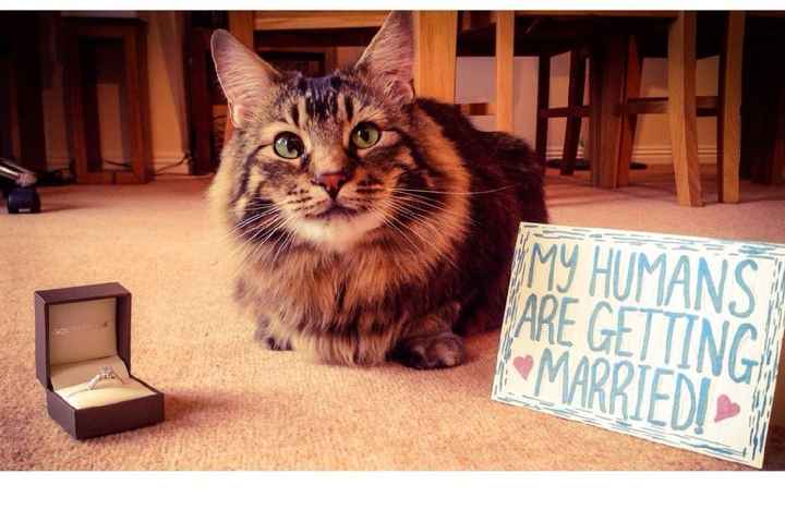 Feriez-vous annoncer votre mariage par votre chat ? - 1