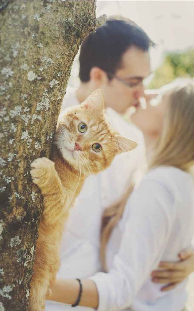 Feriez-vous annoncer votre mariage par votre chat ? - 5