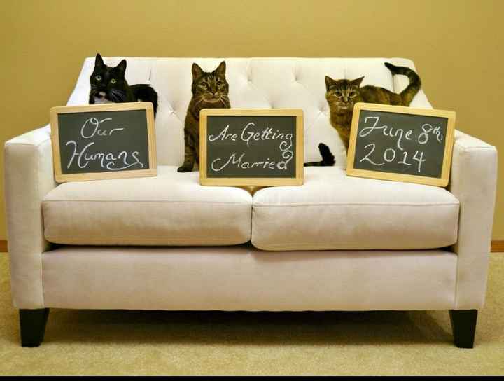 Feriez-vous annoncer votre mariage par votre chat ? - 6