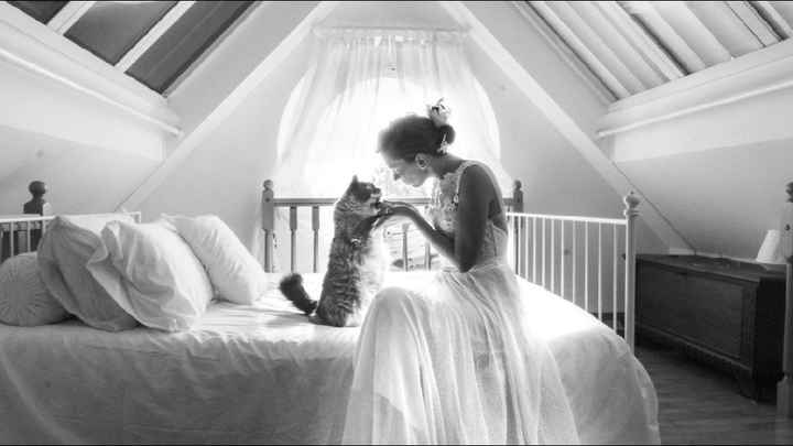 La mariée et son chat - 1