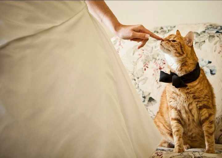 La mariée et son chat - 2