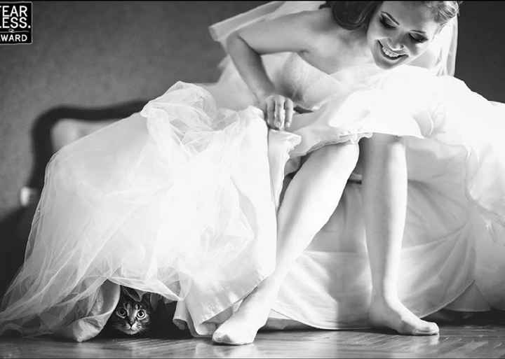 La mariée et son chat - 4