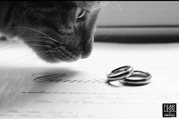 La mariée et son chat - 5